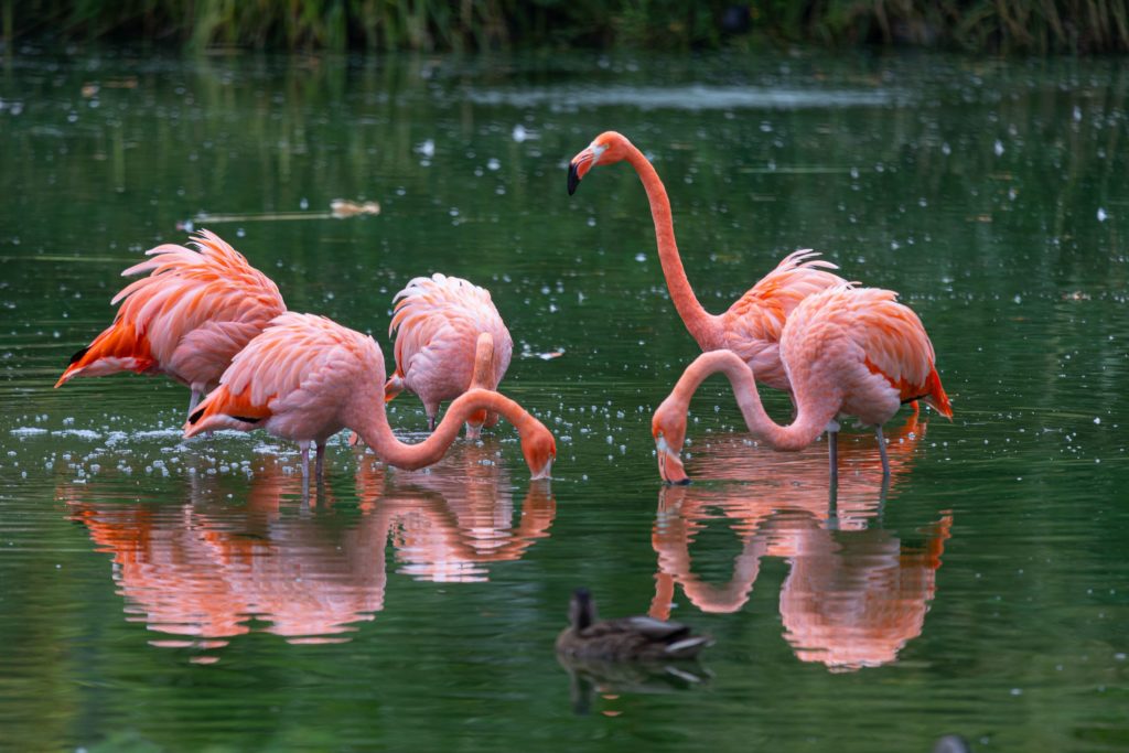 A group of flamingos standing in a lake feeding