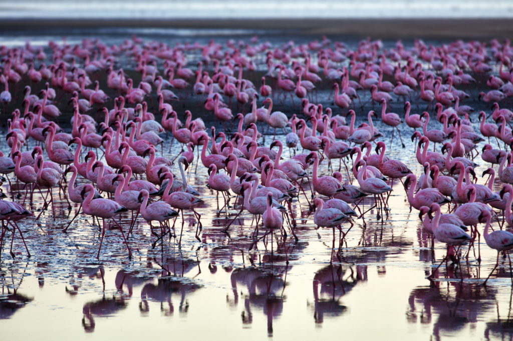 A beautiful shot of a bunch of flamingos in a sea in Nambia