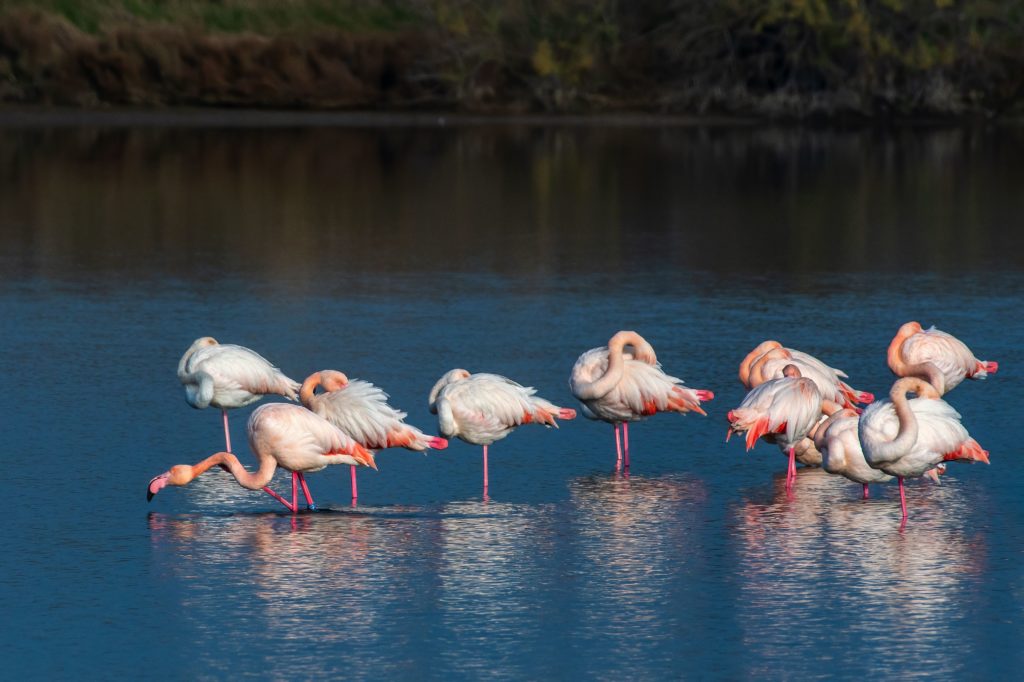 A closeup of a flock of sleeping flamingos in a tranquil lake