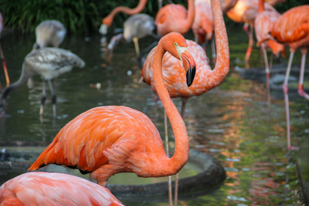 A closeup shot of flamingos in Ueno Zoo, Tokyo, Japan
