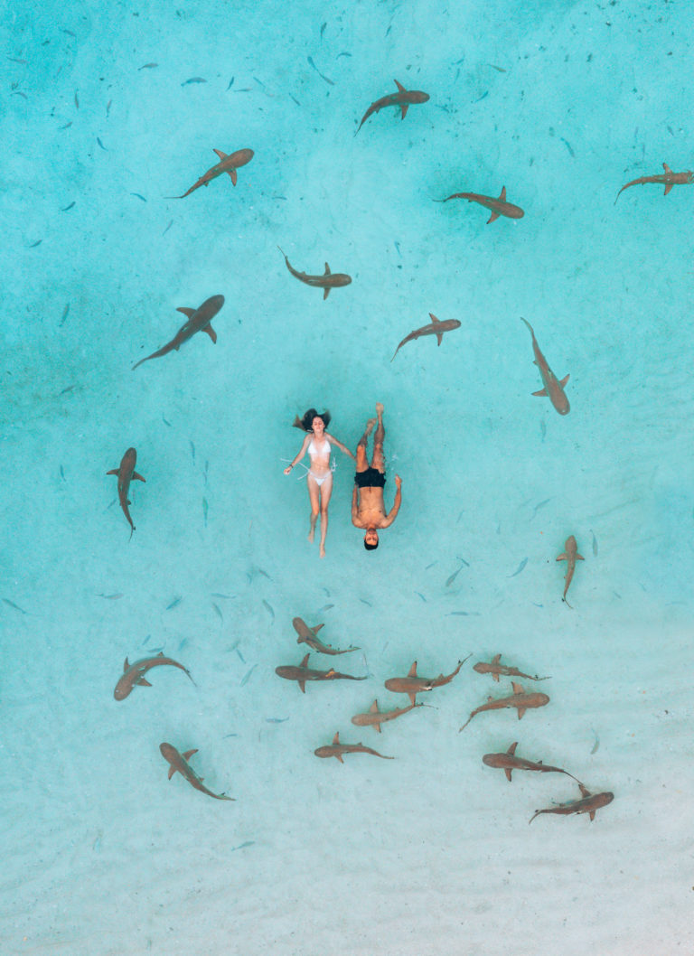 Where to Swim With Sharks: 9 Places & What You’ll See