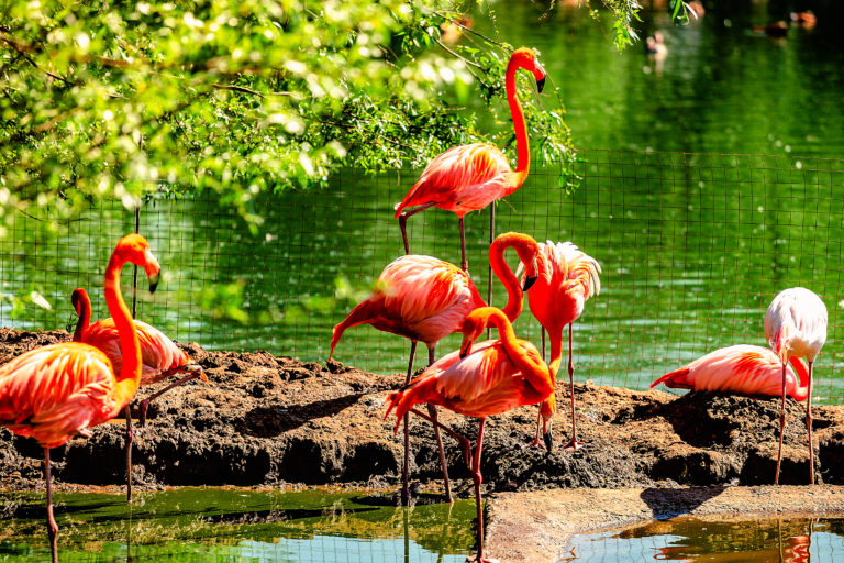 Where to See Flamingos in the Wild: 9 Gorgeous Destinations