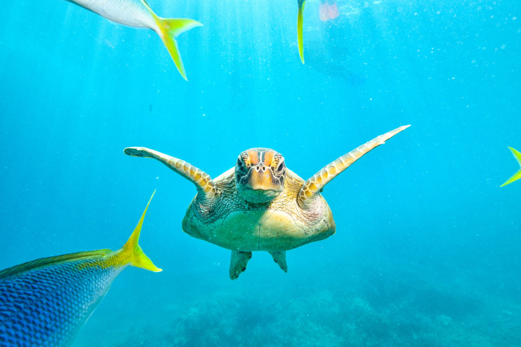 green turtle in the great barrier reef