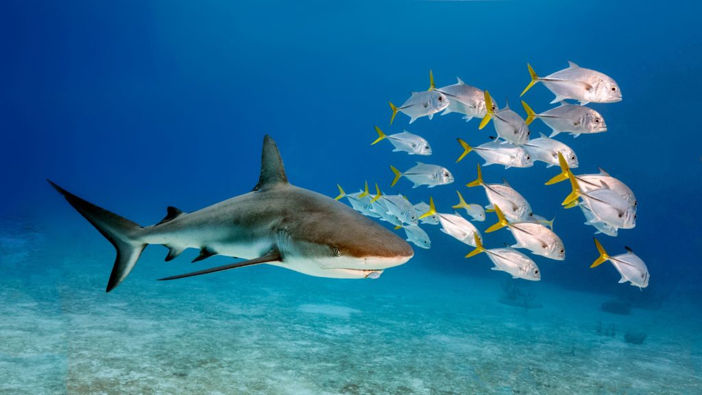 An image of a single Bull shark  and smal fishes swimming in the water.