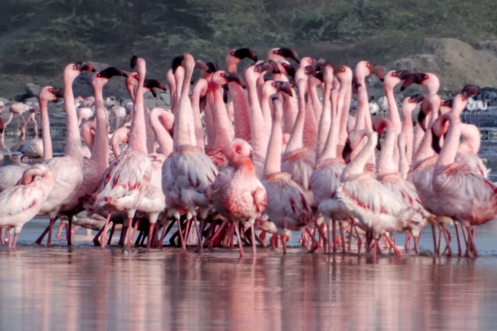 Numerous pink flamingos stand in the shallow waters of a sandy beach, creating a picturesque scene