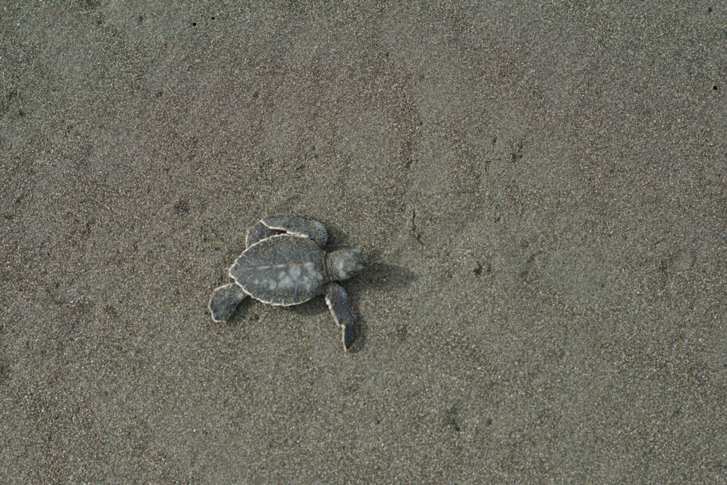 A top view of a sea turtle on a sandy beach