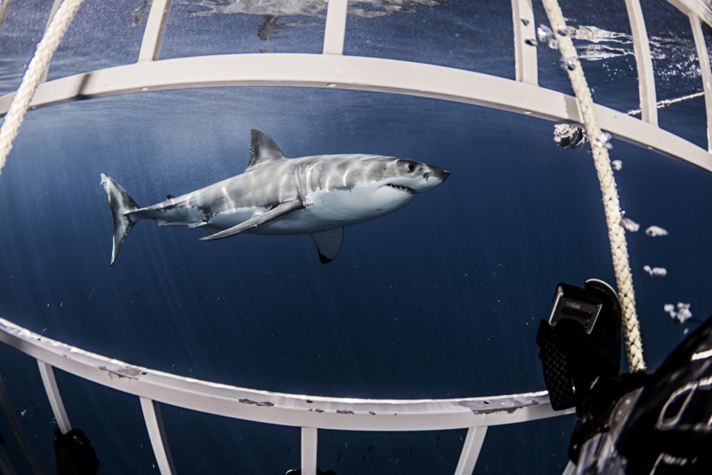 Underwater side view of great white shark from shark cage.