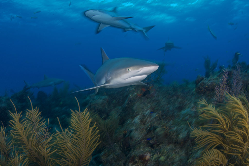 Underwater view of grey reef sharks searching plant covered seabed, Northern Bahamas Banks, Bahamas