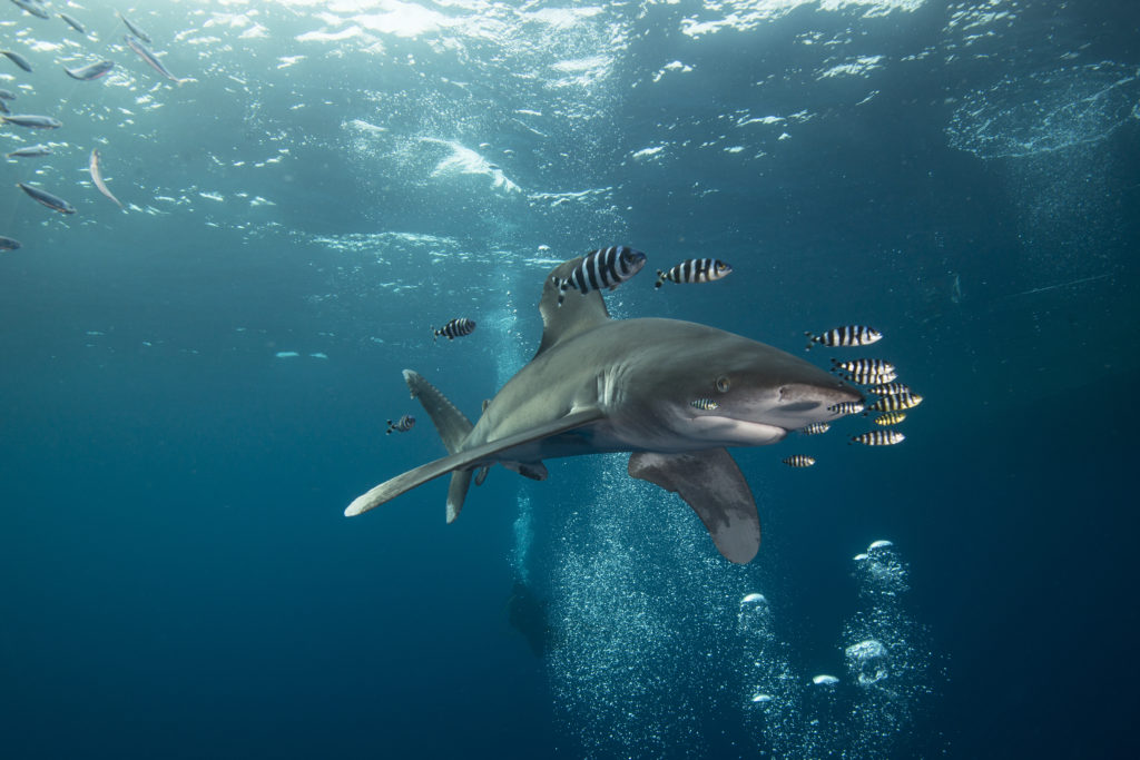 White tip shark (Carcharhinus longimanus) swimming with pilot fish, underwater view, Brothers island, Egypt